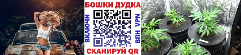Бошки Шишки планчик  Краснообск 